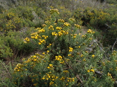 Asteraceae