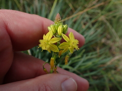 Bulbine
