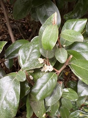 Elaeagnus reflexa