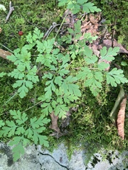 Geranium robertianum