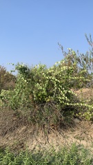 Vitis girdiana
