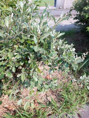 Elaeagnus oldhamii