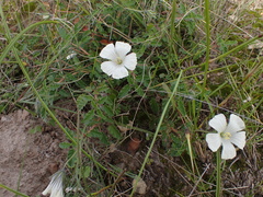 Monsonia emarginata