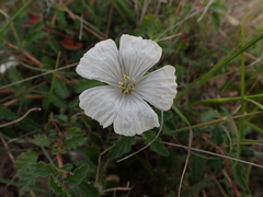 Monsonia emarginata