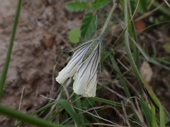 Monsonia emarginata