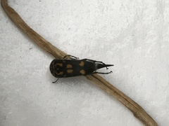 Hoshihananomia octopunctata