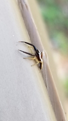 Hentzia