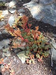 Sedum obtusatum