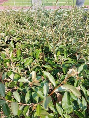 Elaeagnus oldhamii