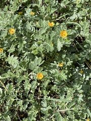 Kallstroemia parviflora