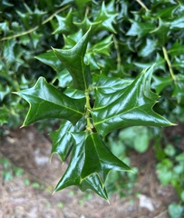 Ilex