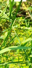 Echinochloa colona