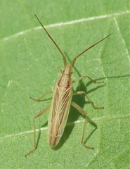 Stenodema trispinosum