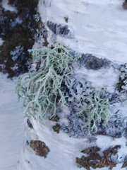 Evernia mesomorpha