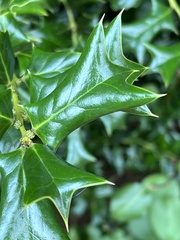 Ilex