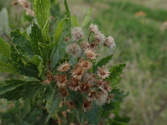 Nidorella