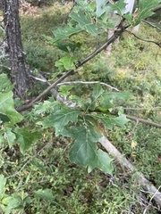 Quercus ellipsoidalis