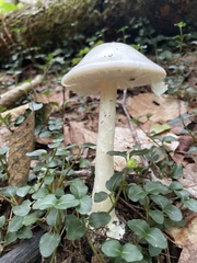 Amanita virosa