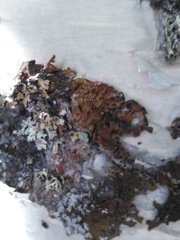 Melanohalea olivacea