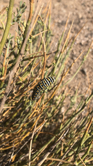 Papilio polyxenes rudkini