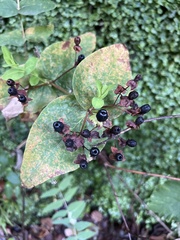 Hypericum androsaemum