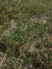 Crassula tetragona