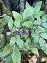 Vaccinium myrtilloides