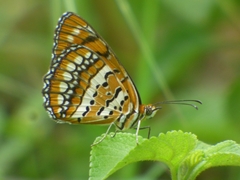 Byblia ilithyia