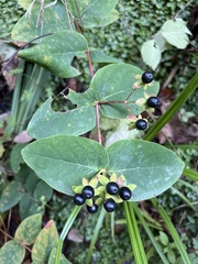 Hypericum androsaemum