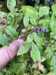 Vaccinium myrtilloides