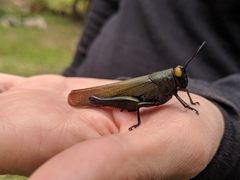 Eupropacris uniformis