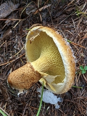 Suillus cavipes