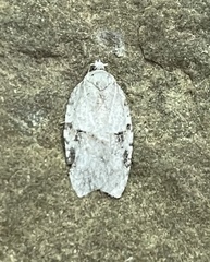 Acleris placidana