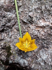 Calochortus barbatus