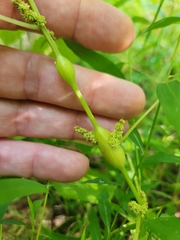 Neolasioptera boehmeriae