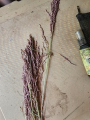 Coleataenia rigidula