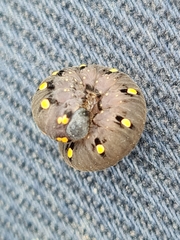 Tenthredo marginella