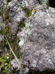 Calochortus barbatus