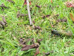 Eupropacris uniformis