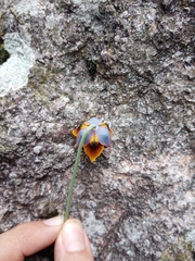 Calochortus barbatus