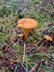 Cantharellus cibarius