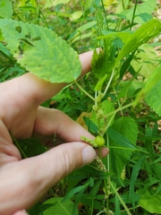 Neolasioptera boehmeriae