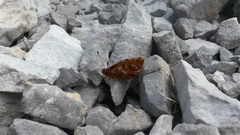 Boloria pales