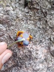 Calochortus barbatus