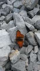 Boloria pales