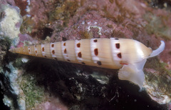 Hastula strigilata