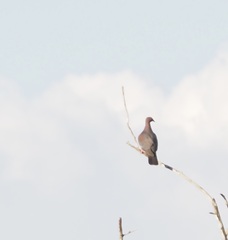 Patagioenas flavirostris