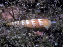 Hastula strigilata