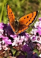 Lycaena violacea