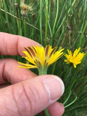 Cichorieae